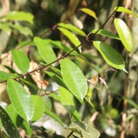 Cleghornia acuminata Wight